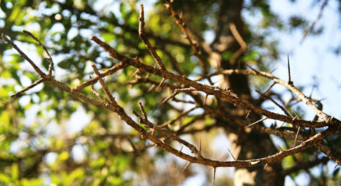 Scolopia zeyheri, lower dry branches: Photographed by Johannes Vogel